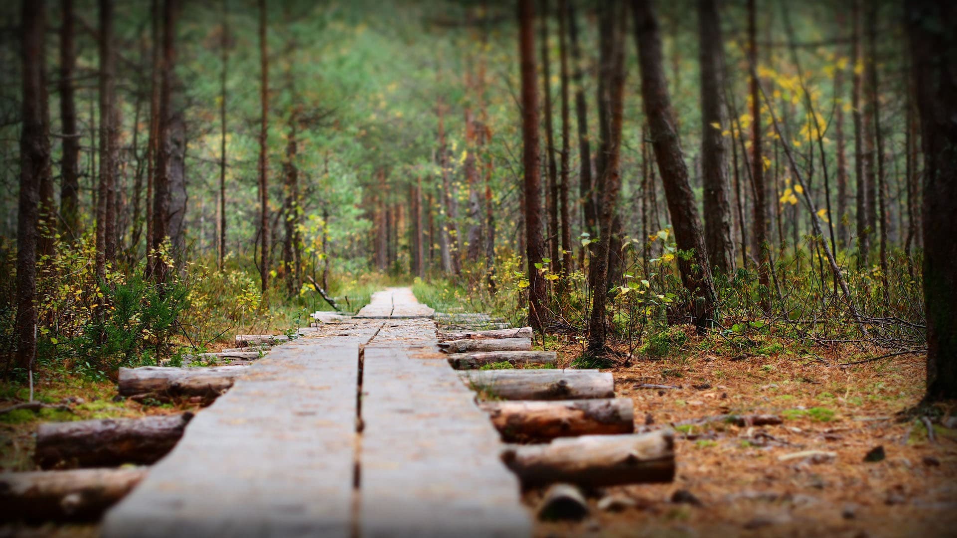 Syksyinen maisema, jossa menee pitkospuut.