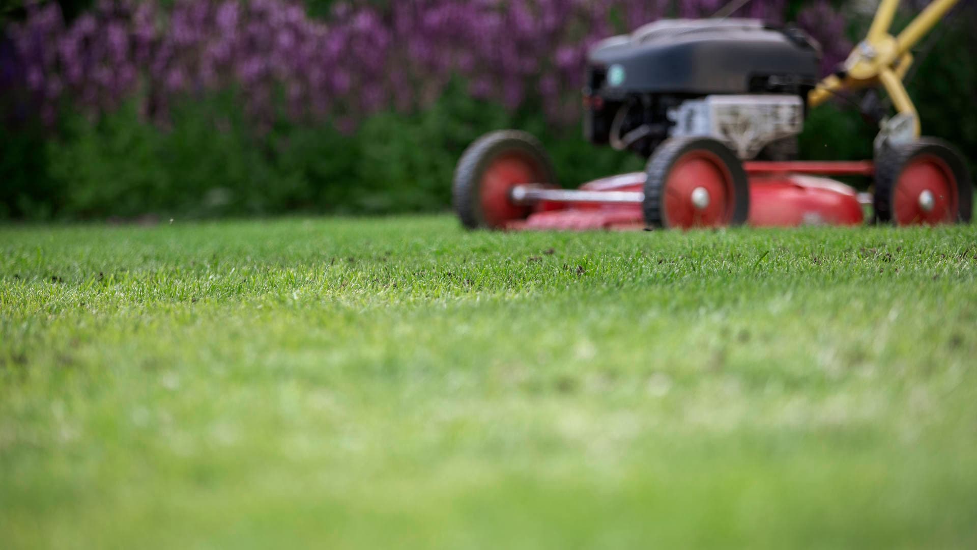 Sammaloitunut, epätasainen tai huonosti kasvava nurmikko - katso ratkaisut pulmiin