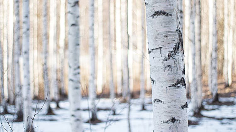Vaikuta hiilijalanjälkeen - ympäristöseloste kertoo
