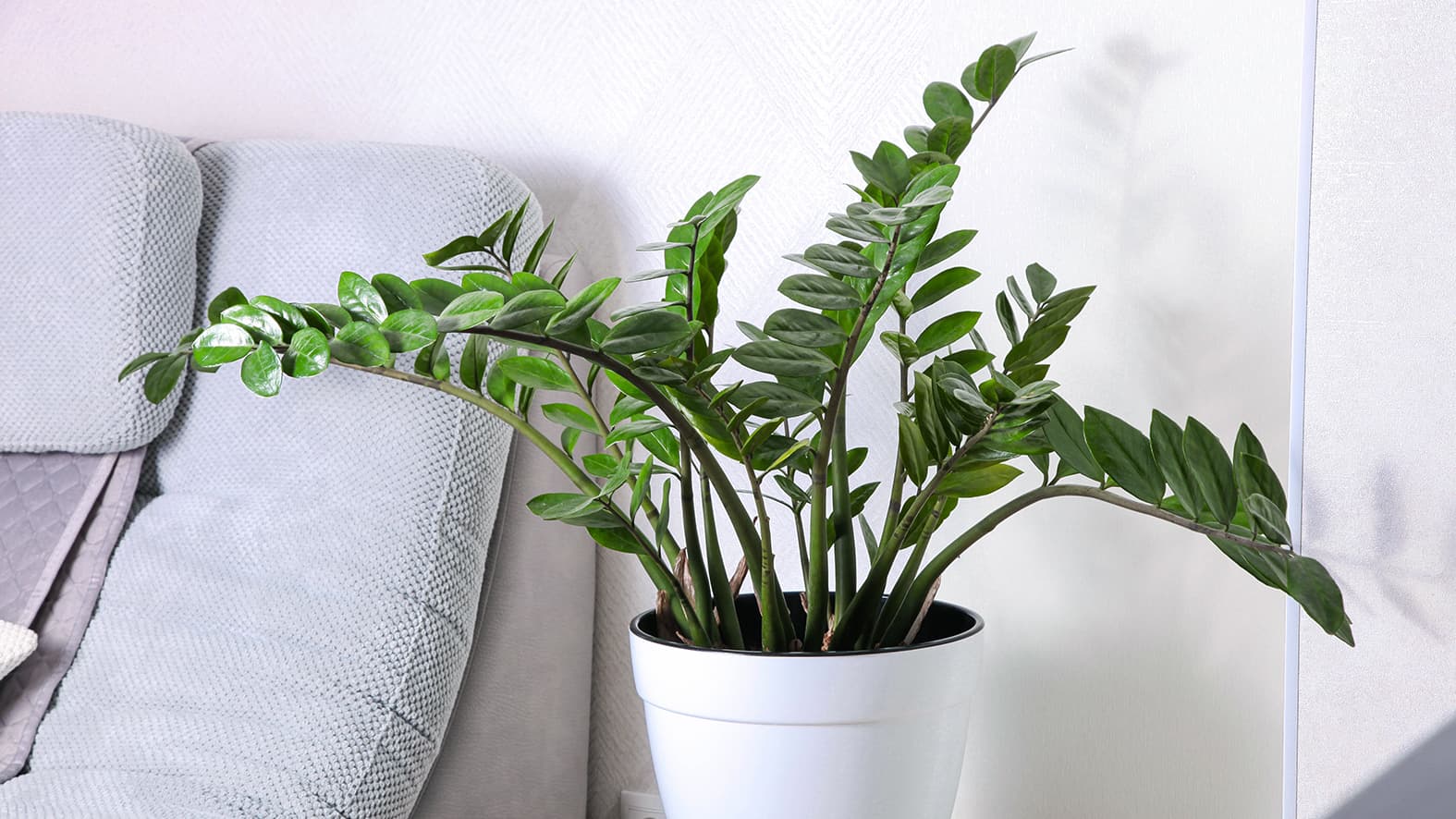 Palmuvehka viihtyy missä vain