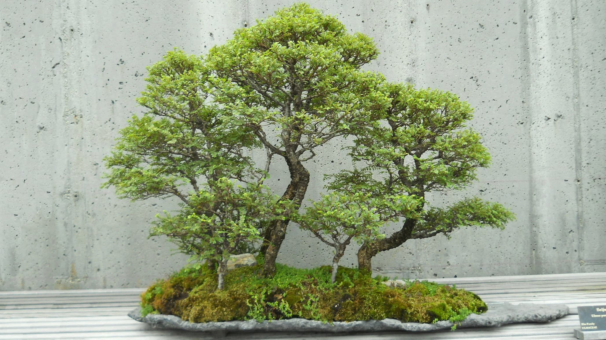 Bonsai – kärsivällisyyttä ja taidetta pienoismuotoilussa