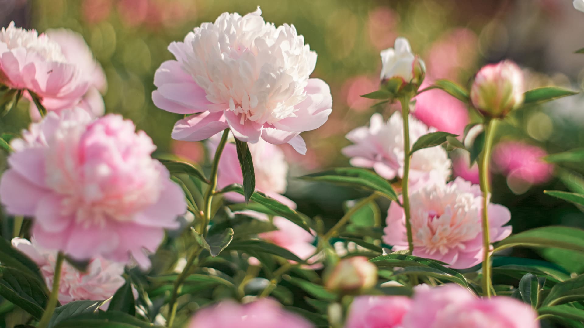 Milloin pionin voi jakaa? Haluaisitko siirtää pionista osan toisaalle?