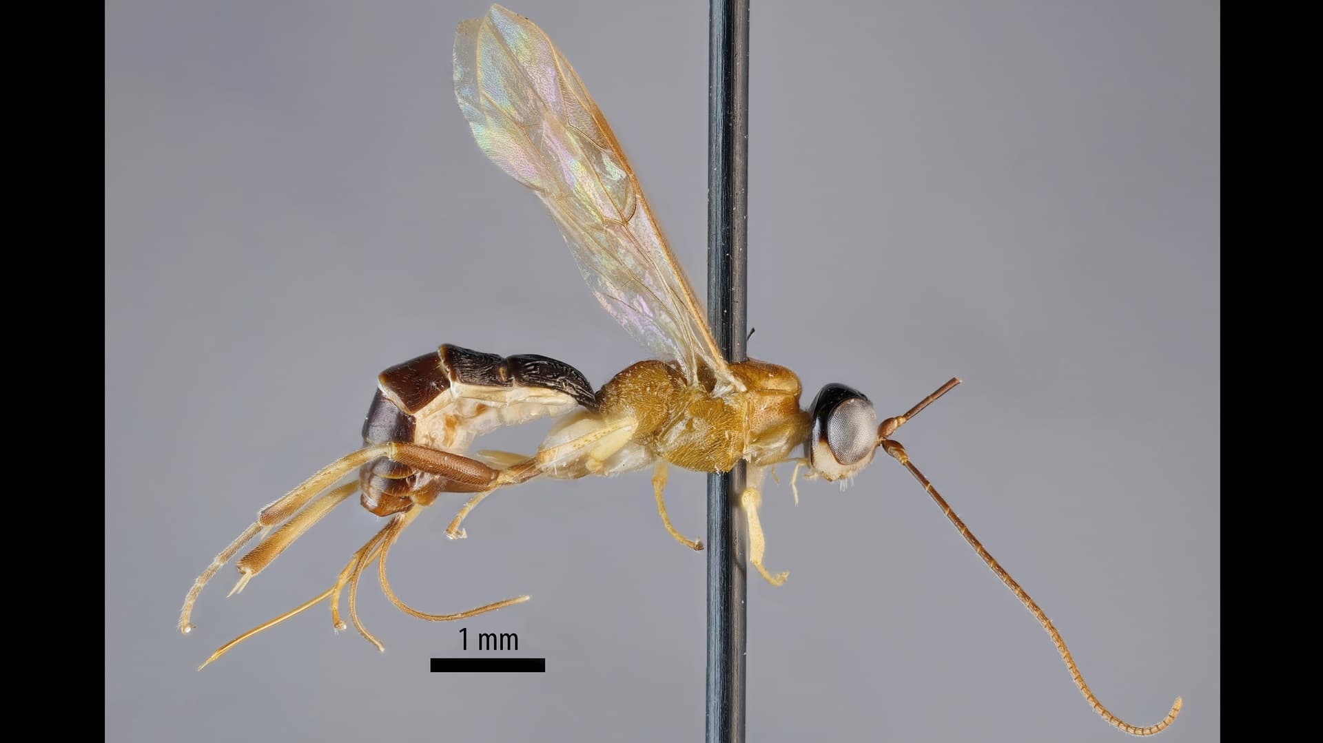 Tutkijat löysivät tieteelle tuntemattoman hyönteissuvun maapallon viimeiseltä rajaseudulta