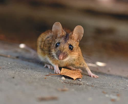 <p data-block-key="t29n7">Tarkista johtojen kunto, ettei hiiri-ystävä ole niitä nakerrellut.</p>