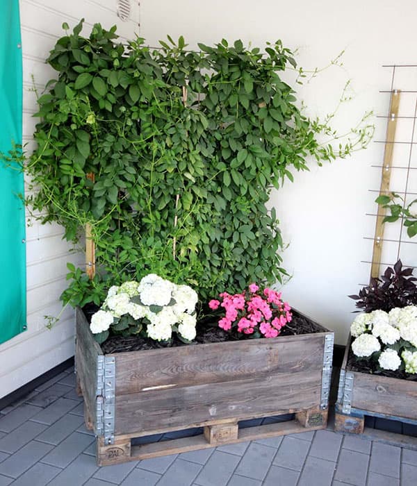 <p data-block-key="bqure">Istutuksiin on käytetty myös trukinlavoja.</p>