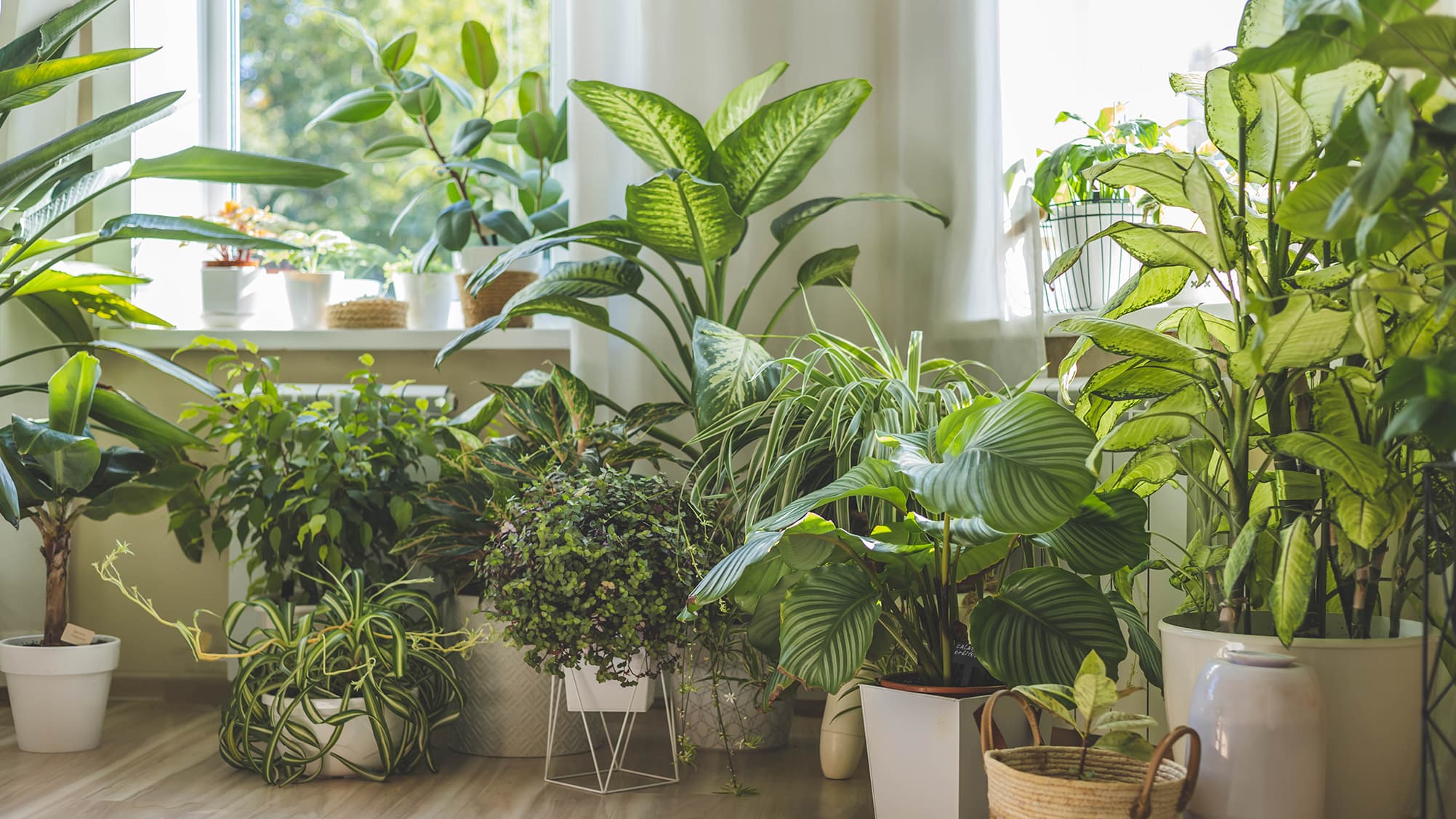 Huonekasvit lisäävät hyvinvointiamme