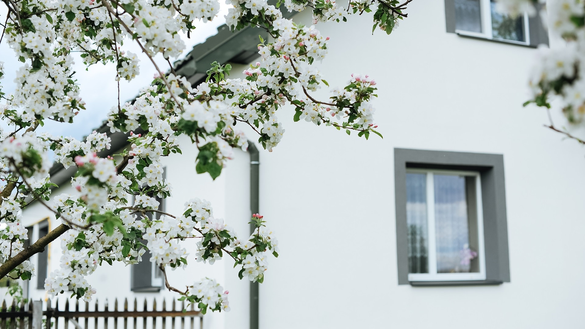 apple-blossom-on-a-sunny-spring-day-2024-11-26-20-23-54-utc