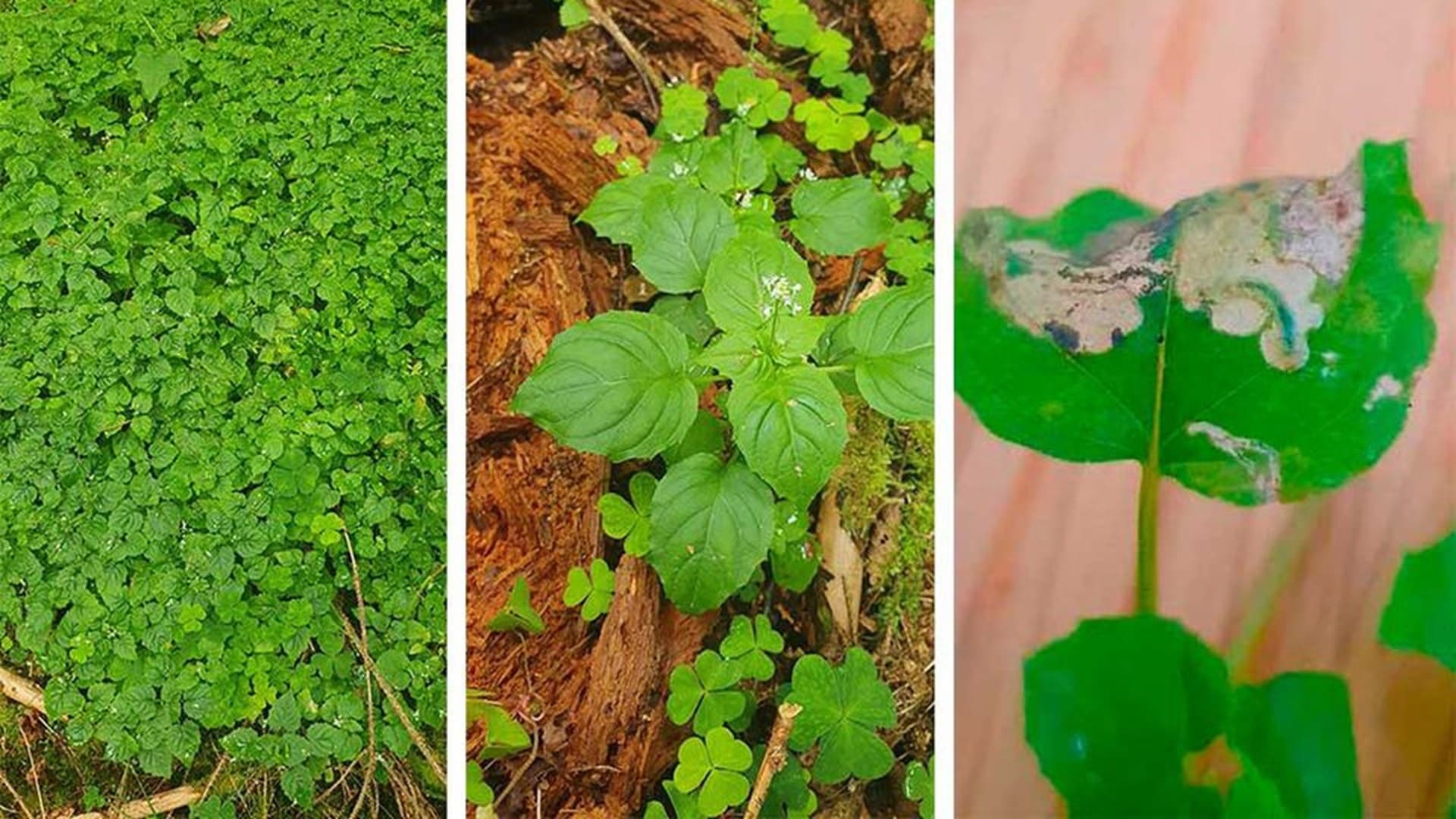 Varsinais-Suomen ja Satakunnan alueilla tehdään velholehden etsintöjä, sillä kasvin lehdoissa elää suojelun kohteena oleva varjotupsukoi
