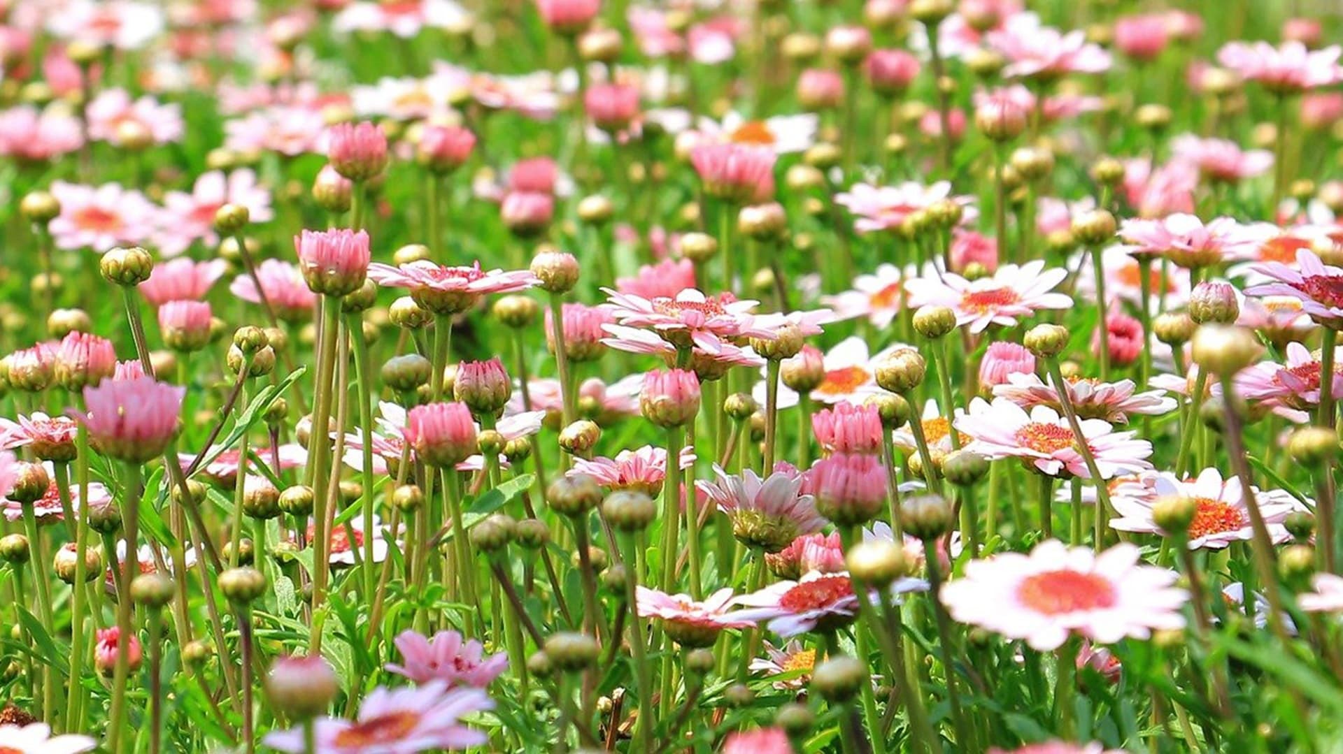 Siemenistä puutarhaan niityn kauneimmat kukat