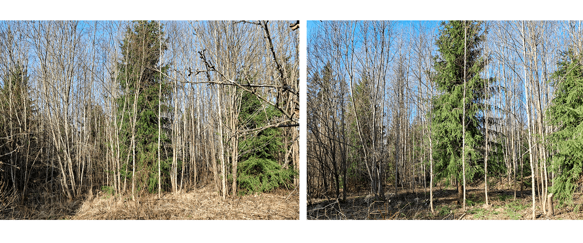 <p data-block-key="fpaoh">Miltä piha oikeasti näytti ennen työn aloittamista, ja mitä yhden raivausrupeaman jälkeen jäi jäljelle? Ennen–jälkeen-kuva näyttää muutoksen yhdellä silmäyksellä. (Kuva Sari Nieminen)</p>