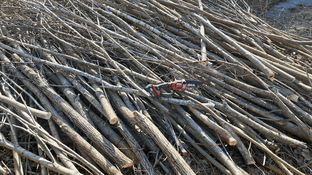 kaadettuja puunrunkoja ja SKIL akkuoksasaha runkokasan päällä