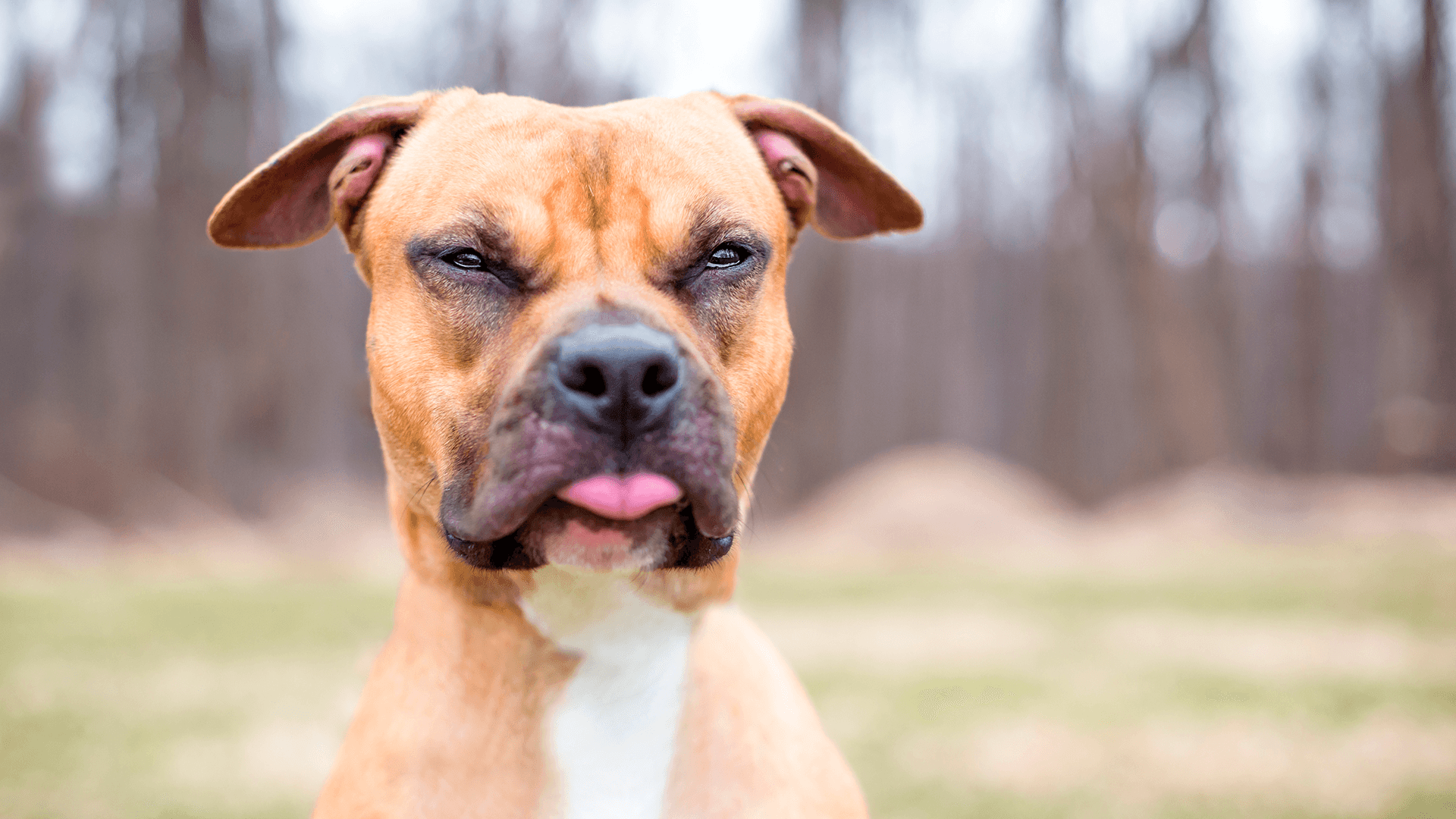 <p data-block-key="415d8">Koiran läsnäolo voi jo itsessään toimia pelotteena, mutta arjen perusasiat ratkaisevat: lukitus, valaistus ja näkyvyys kuntoon, niin koti ei näytä helpolta kohteelta. (Kuva Adobe Stock)</p>