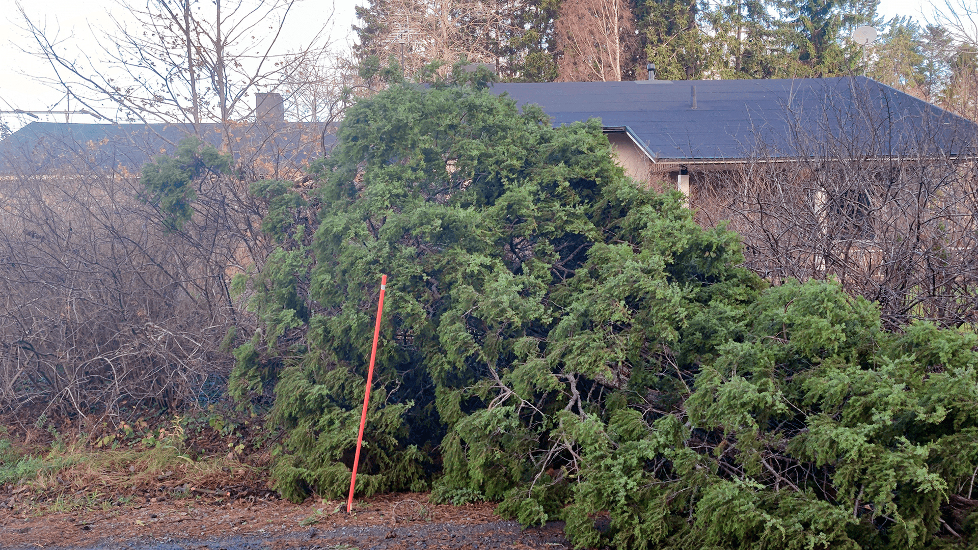 Myrskyvahinko mökille tai omakotitalolle: näin hoidat vahingon oikein alusta asti