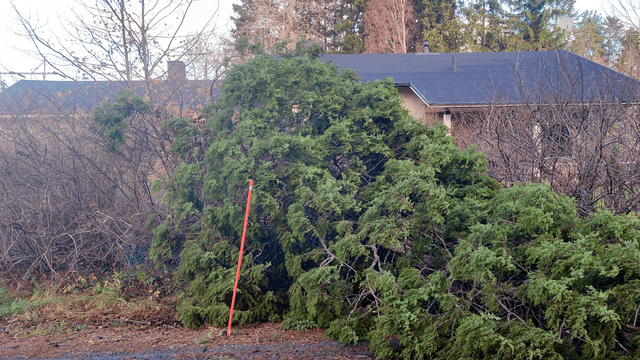 talon pihalla on kaatunut puu myrskyssä keskelle tietä