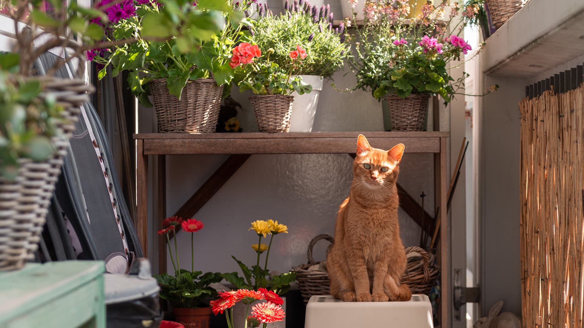 Parvekepuutarhan hoito vuoden ympäri – vihreä parveke keväästä syksyyn