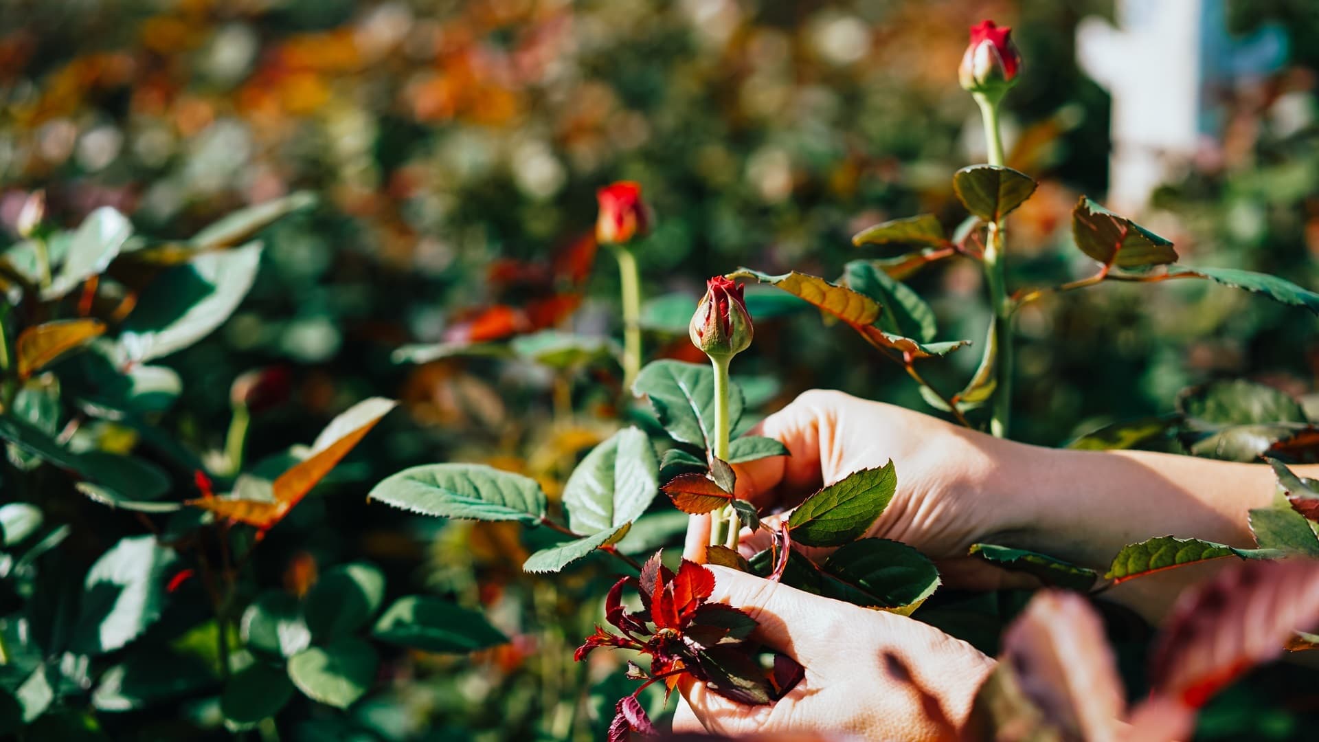 Kalkitus kuntoon – näin parannat maaperän ja saat puutarhan kukoistamaan