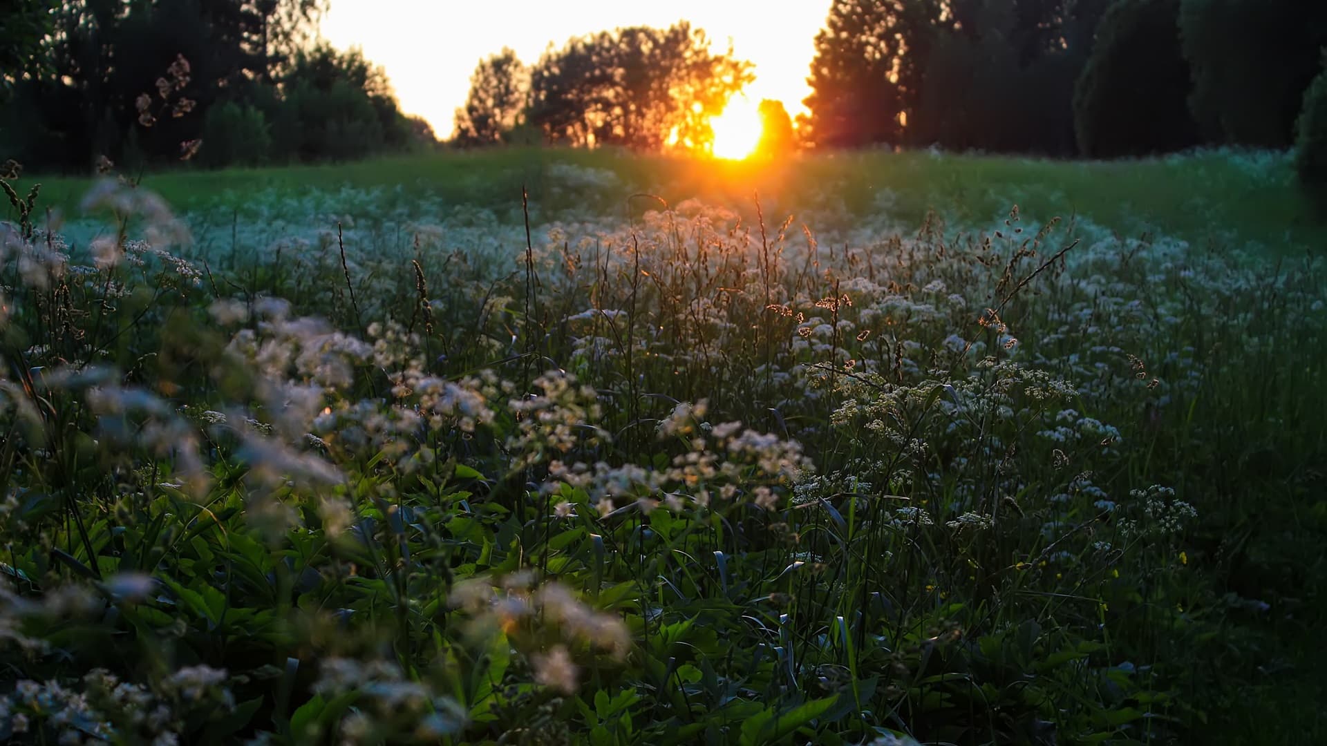 Vinkkejä maanpeitteisten viljelymenetelmien käyttöön
