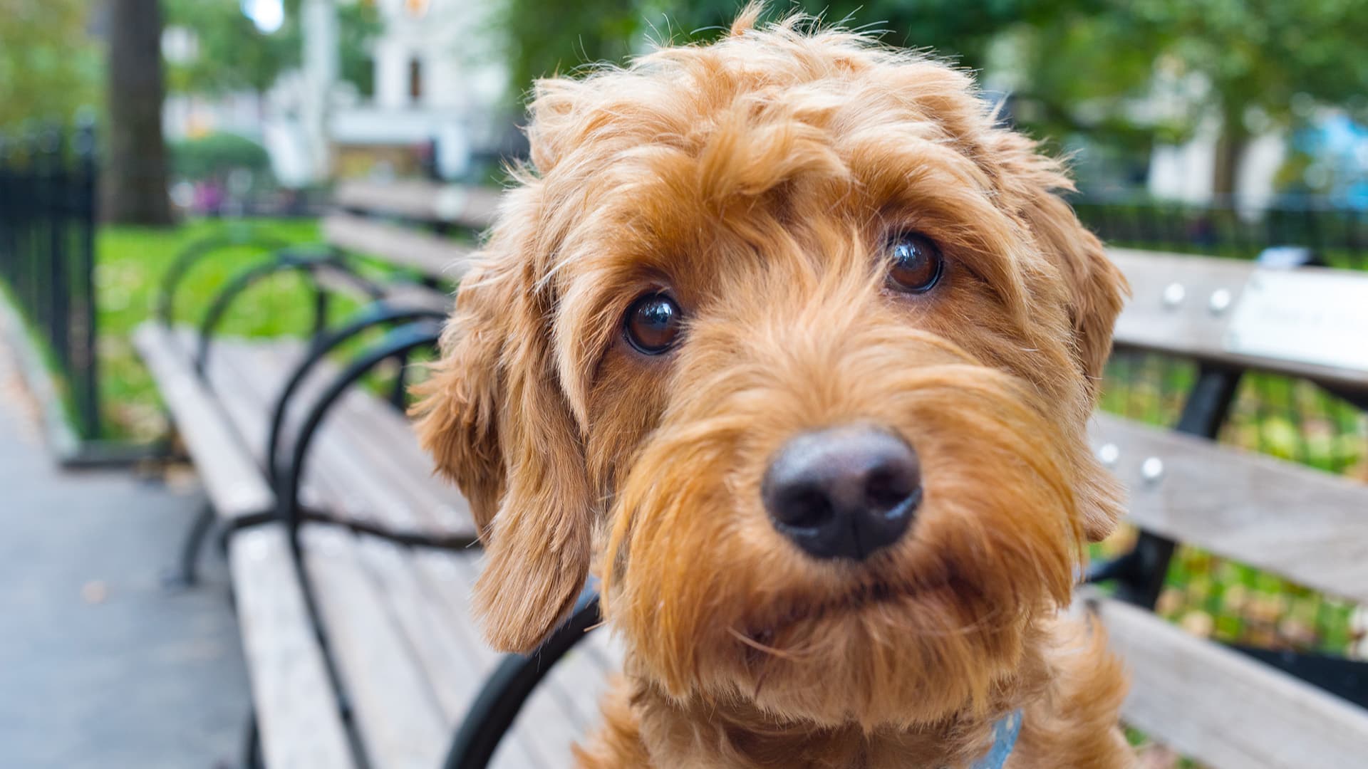 ruskea karvainen koira tuijottaa suoraan kameraan